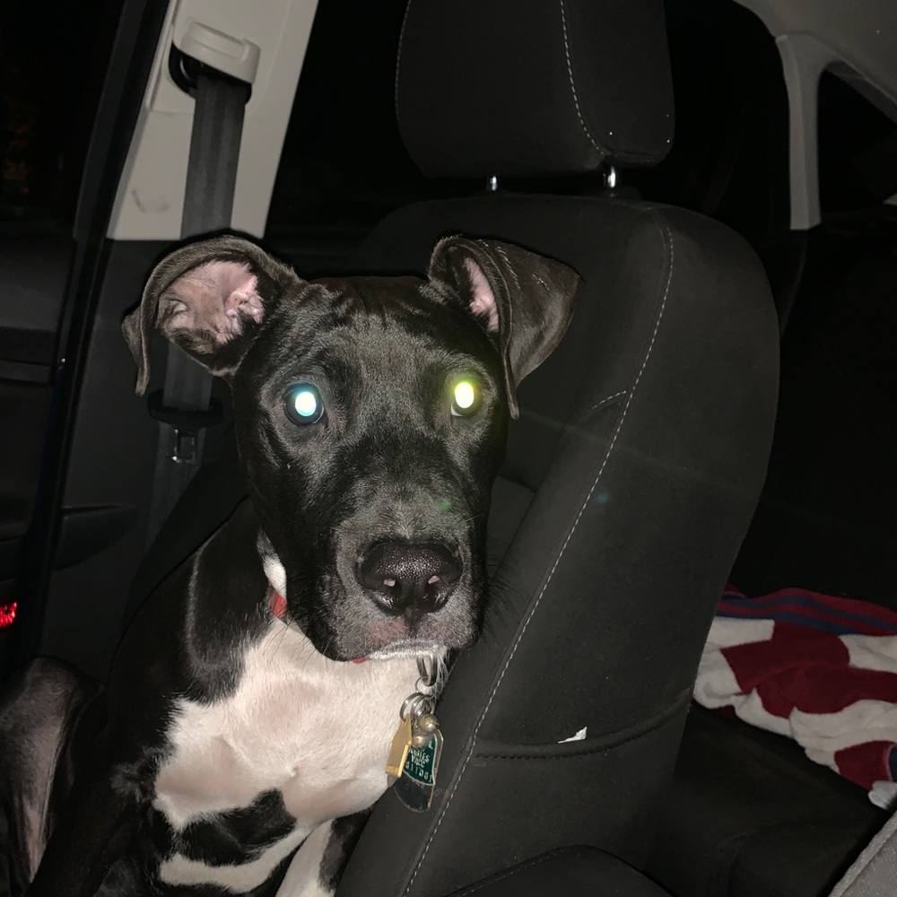 Meet your Posher, Patricia